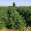 1米、1.5米白皮松精品苗 西明白皮松 陜西白皮松