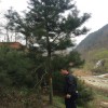 4米，5米,6米工程占地苗-西明占地苗