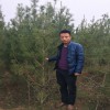 供應白皮松3米，3.5米工程占地苗 西明占地苗