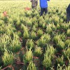 供應5公分高小苗、1-6米白皮松綠化，占地苗！