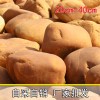 水池駁岸黃蠟石、黃蠟石、精品黃蠟石、優(yōu)質(zhì)黃蠟石