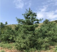 華山松_西安華山松基地直銷_宏遠白皮松專業(yè)合作社 (3)