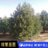 白皮松 白皮松小苗 藍田白皮松量大從優(yōu)