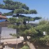 造型古松 迎八方 綠化松樹(shù) 古松批發(fā)