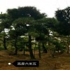 造型黑松價(jià)格 基地直銷