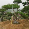 精品松樹(shù)價(jià)格 性價(jià)比之高