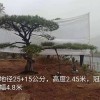 常色葉黑松樹苗木基地-觀葉造型精品黑松批發(fā)價格-苗圃直銷-規(guī)格齊全