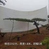 15公分造型黑松苗木基地-景觀造型平頂松批發(fā)價格-苗圃直銷-規(guī)格齊全