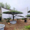 造型工程松苗木基地-造型油松批發(fā)價格