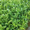 奶白茶 安吉奶白茶 百川茶苗 奶白茶茶批發(fā) 苗圃直供 量大從優(yōu)
