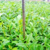 特早奶白茶苗 大葉極白茶苗 特早白茶苗 茶苗批發(fā)
