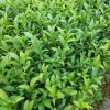 奶白茶 安吉奶白茶 百川茶苗 奶白茶茶批發(fā) 苗圃直供 量大從優(yōu)