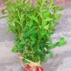 龍井綠茶 龍井茶苗 全國(guó)批發(fā)龍井茶苗 福安甘棠茶苗基地直銷