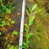 龍井43茶苗 基地批發(fā)良種茶苗 龍井43 茶苗 龍井綠茶 無(wú)病蟲害地栽苗