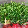 龍井綠茶 龍井茶苗 全國(guó)批發(fā)龍井茶苗 茶苗基地直銷