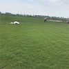 大量供應(yīng) 沙培百慕大 草坪草皮 基地直銷(xiāo) 沙培百慕大報(bào)價(jià)