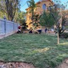 馬尼拉草坪 耐踐踏 耐修剪 耐寒耐旱 草皮采購(gòu)價(jià)格