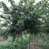 臺(tái)灣牡丹櫻庭院綠化樹(shù)櫻花嫁接櫻花樹(shù)臺(tái)灣牡丹櫻綠化工程