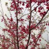 臺(tái)灣牡丹櫻、臺(tái)灣阿里山櫻等櫻花新品種銷(xiāo)售