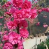 牡丹櫻花批發(fā) 中國(guó)紅櫻花地苗 臺(tái)灣牡丹櫻