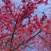 牡丹櫻花地栽苗 進(jìn)口櫻花 臺(tái)灣牡丹櫻大樹(shù)價(jià)格