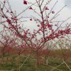 寒緋櫻 臺(tái)灣牡丹櫻價(jià)格 牡丹櫻各種規(guī)格 天佑家庭苗木