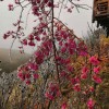 臺(tái)灣牡丹櫻 臺(tái)灣牡丹櫻花小苗報(bào)價(jià) 量大從優(yōu) 天佑家庭苗木