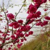 牡丹櫻花 櫻花種植 牡丹櫻質(zhì)優(yōu)價(jià)廉 天佑家庭苗木