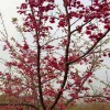 紅花櫻花 中國紅櫻花地苗 牡丹櫻量大從優 天佑家庭苗木