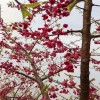 紅花早櫻 臺灣牡丹櫻花小苗報價 牡丹櫻常年直銷 天佑家庭苗木