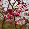 紅花櫻花 臺灣鐘櫻花 牡丹櫻量大從優 天佑家庭苗木